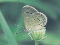 Dark Grass Blue