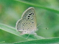 Dark Grass Blue