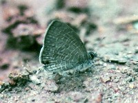 Common Lineblue