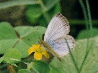 Pale Grass Blue
