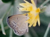 Pale Grass Blue