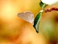 Pale Grass Blue