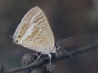 Pea Blue