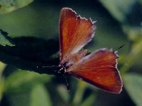 Indian Red Flash