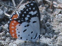 Red Pierrot