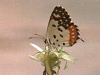 Red Pierrot
