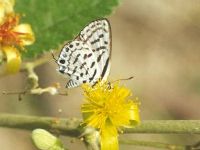Rounded Pierrot