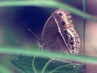 Common Bush Brown, wet season form