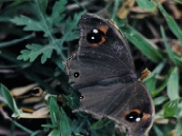 Common Evening Brown