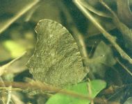 Common Evening Brown, dry season form