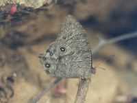 Common Evening Brown, wet season form