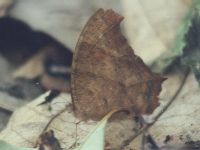 Common Evening Brown, dry season form