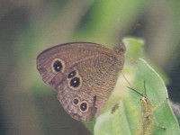 Common Five Ring