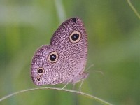 Lesser Three Ring