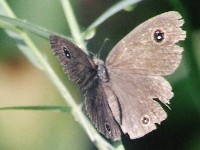 Lesser Three Ring