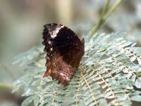 Common Palmfly