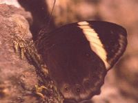 Straight-banded Tree Brown