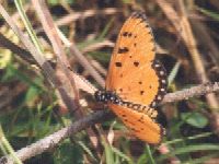 Tawny Coster