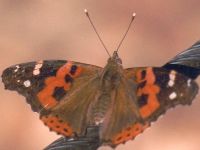 Indian Red Admiral