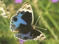 Blue Pansy