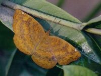 Common Castor