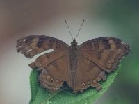 Chocolate Pansy