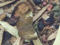 Female Common Baron