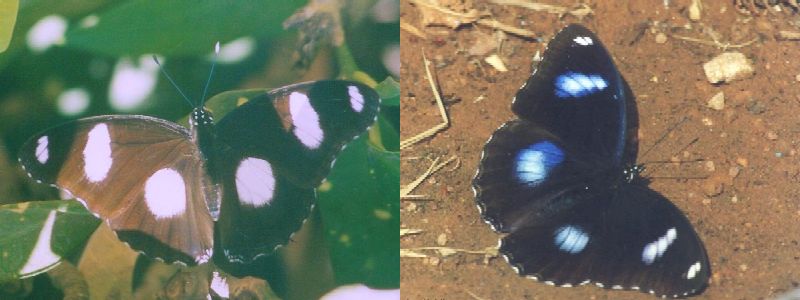 Danaid Eggfly and Great Eggfly Males UP