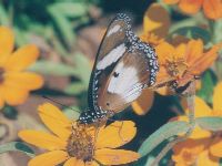 Male Danaid Eggfly