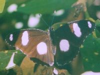Male Danaid Eggfly