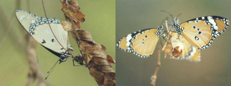 Female Danaid Eggfly and Plain Tiger UN