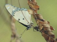 Female Danaid Eggfly