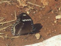 Male Great Eggfly