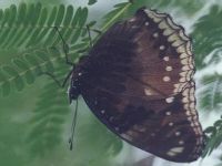 Female Great Eggfly