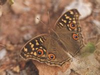 Lemon Pansy