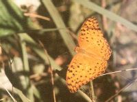 Common Leopard