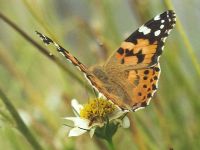 Painted Lady