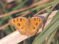 Peacock Pansy