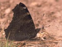 Indian Tortoiseshell