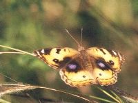 Yellow Pansy