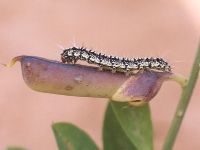 Unidentified Caterpillar