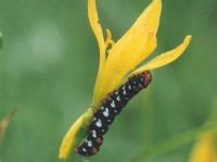 Unidentified Caterpillar