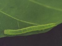 Unidentified Caterpillar