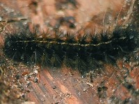 Unidentified Caterpillar