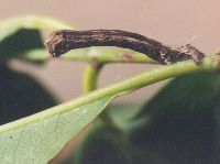 Stick Caterpillar