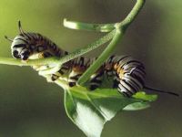 Caterpillar of Blue Tiger