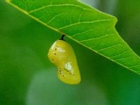 Pupa of Common Indian Crow