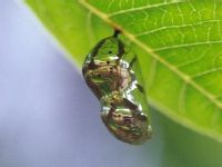 Pupa of Common Indian Crow