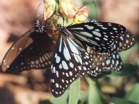 Blue Tigers with Common Crow