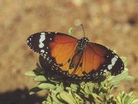 Plain Tiger